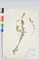 藏品(濱大戟)的圖片