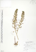藏品(茅毛珍珠菜)的圖片