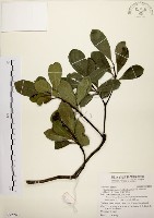 藏品(厚葉石斑木)的圖片