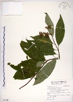 藏品(華八仙)的圖片