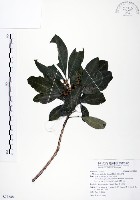 藏品(假三腳虌)的圖片