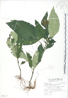 藏品(小花蛇根草)的圖片