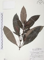 藏品(九節木、牛屎烏、青龍吐霧)的圖片