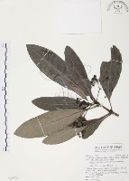 藏品(九節木、牛屎烏、青龍吐霧)的圖片