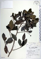 藏品(樹杞)的圖片