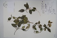 藏品(臺灣牛皮消、臺灣白薇)的圖片