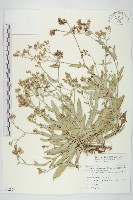 藏品(細葉假黃鵪菜)的圖片