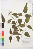 藏品(葡萄葉鐵線蓮)的圖片