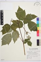 藏品(大葉鐵線蓮)的圖片