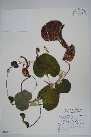 藏品(巨花馬兜鈴)的圖片