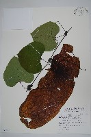 藏品(大花馬兜鈴、長尾馬兜鈴)的圖片