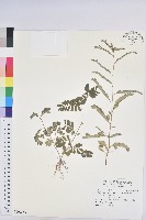 藏品(擬葉下珠)的圖片