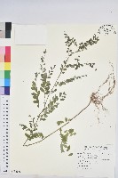 藏品(五蕊油柑)的圖片