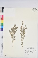 藏品(錫蘭葉下珠)的圖片