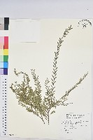 藏品(錫蘭葉下珠)的圖片