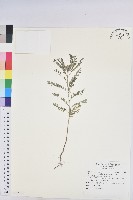 藏品(小返魂)的圖片