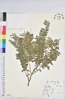 藏品(油柑)的圖片