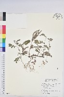 藏品(疣果葉下珠)的圖片