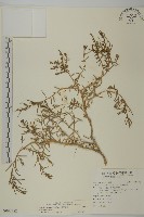 藏品(裸花鹼蓬)的圖片