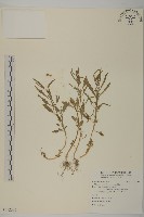 藏品(灰綠藜)的圖片