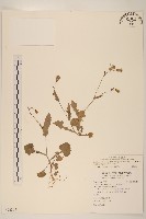 藏品(紫背草)的圖片