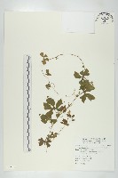 藏品(小苦瓜)的圖片