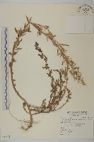 藏品(變葉藜)的圖片