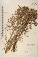 藏品(鵝仔草)的圖片