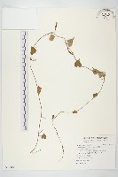 藏品(野牽牛)的圖片