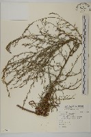 藏品(掃帚菊)的圖片