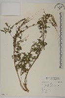 藏品(豬草)的圖片