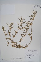 藏品(蓮子草)的圖片