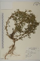 藏品(豬草)的圖片