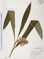 藏品(普萊氏月桃、短穗山姜)的圖片