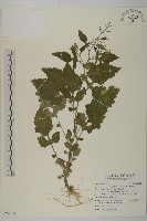 藏品(茯苓菜)的圖片