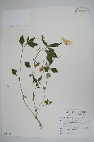 藏品(紫花鳳仙花)的圖片