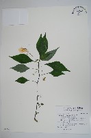 藏品(紫花鳳仙花)的圖片