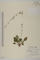 藏品(臺灣鬼督郵)的圖片