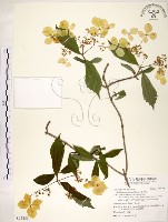 藏品(華八仙)的圖片