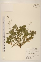 藏品(矮菊)的圖片