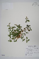 藏品(爵床)的圖片