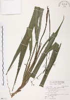 藏品(桔梗蘭)的圖片