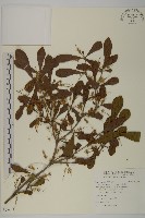 藏品(小葉欖仁)的圖片