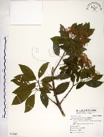 藏品(台灣梭羅樹)的圖片