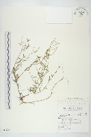 藏品(玉山筷子芥)的圖片