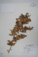 藏品(臺灣小蘗)的圖片