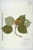 藏品(燈台樹)的圖片