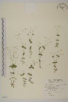 藏品(網脈繁縷)的圖片