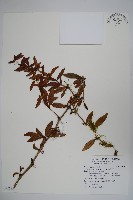 藏品(南湖小蘗)的圖片