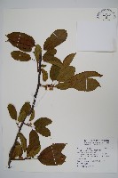 藏品(硬齒獼猴桃)的圖片